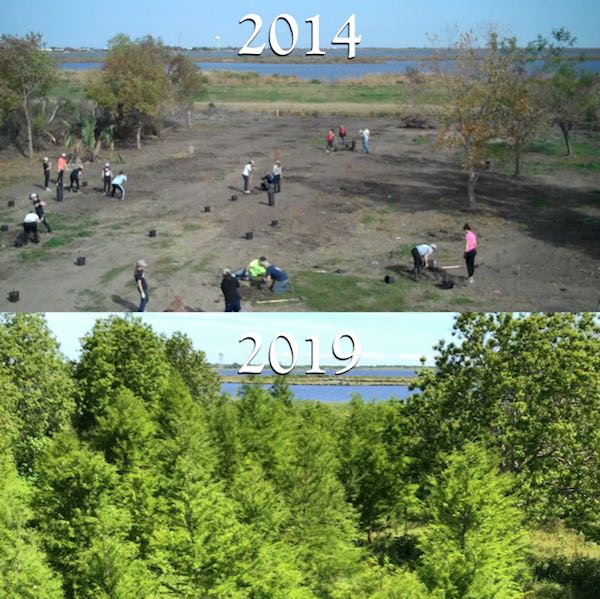 Before-and-after growth of cypress trees planted by Camp Restore volunteers with the St. Bernard Wetlands Foundation in Delacroix, Louisiana